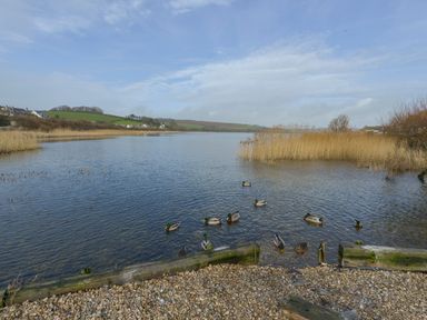 A lake with ducks swimming near a pebble shore and reeds at 2 Bayview in Torcross