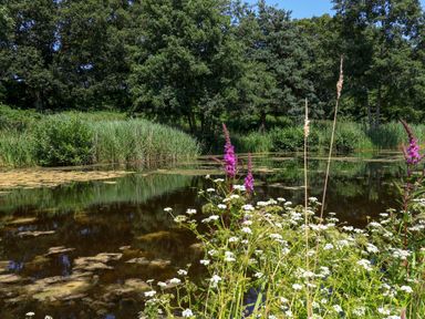 A pond with water plants and wildflowers on its edge surrounded by trees and reeds at The Hayloft in Haddiscoe