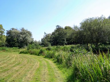 A grassy path curving alongside a pond with tall reeds and trees at The Hayloft in Haddiscoe