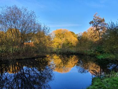A pond reflecting trees and a blue sky in a natural landscape