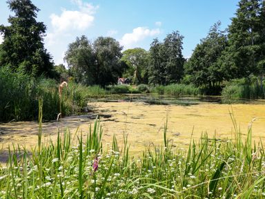 A pond with algae surrounded by trees and tall grass with a house visible in the background at The Grain Store in Haddiscoe