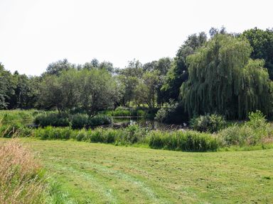 A grassy field with a small pond surrounded by trees including a large weeping willow at The Grain Store in Haddiscoe