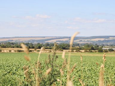A field with green crops and tall grasses with hills and trees in the background at Ginger Fox Lodge in East Heslerton near Cayton