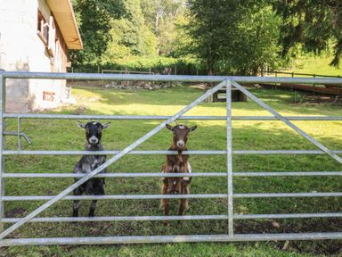 Two goats standing behind a metal gate near a stone building with grass and trees at Curtau in Llanfaredd near Builth Wells