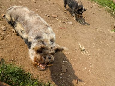 Two pigs standing on dry dirt ground with some scattered rocks and patches of grass
