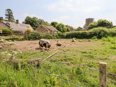 A farmyard with a pig and a pig lying on the ground near stone buildings and greenery at Cherry Tree Cottage in Fallodon near Embleton