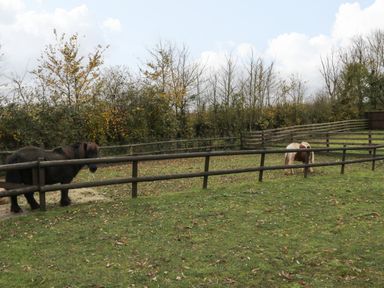 Two ponies in fenced grassy paddocks with trees in the background at The Poddy in Bushton near Lyneham
