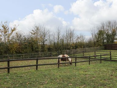 A fenced grass field with a small horse grazing and trees in the background at The Poddy in Bushton near Lyneham