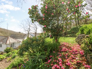A garden with a tree and pink flowers covering the ground near houses at Godrevy in Porthcurno