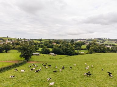A grassy field with cows grazing and trees in the background at Beech in Dalwood