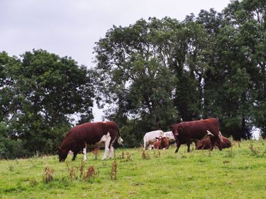 Cows grazing and resting on a grassy field with trees in the background at Hawthorn Cottage at Collihole in Chagford