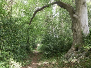 A path through trees and bushes at Anvil Cottage in Gatcombe near Blakeney