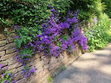 A stone wall covered with purple flowers and greenery along a pathway at Anvil Cottage in Gatcombe near Blakeney