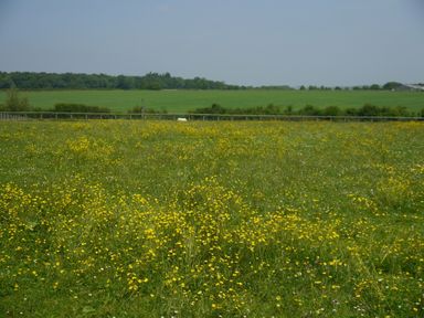 A field with yellow wildflowers and green grass with trees and a fence in the background at The Little White Cottage in Milton-Under-Wychwood