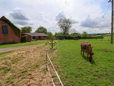 A donkey grazing in a green field next to a fenced area and brick farm buildings at Holmside Audley Brow near Market Drayton