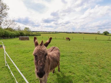 A grassy field with two donkeys and a fenced area at Holmside in Audley Brow near Market Drayton