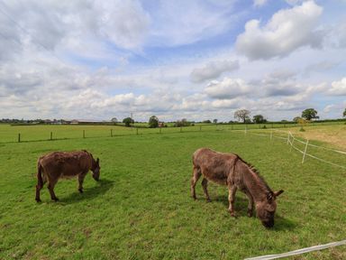 Two donkeys grazing on grass in a fenced field under a cloudy sky at Holmside Audley Brow near Market Drayton