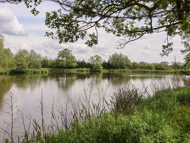A pond surrounded by trees and grass with branches hanging over the water at Holmside Audley Brow near Market Drayton