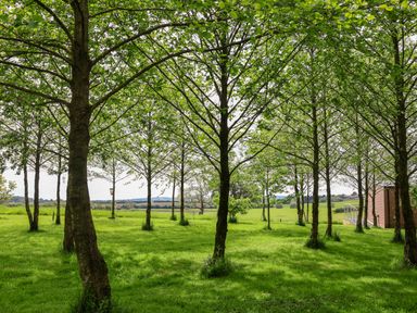 A green grassy area with evenly spaced trees and a wooden building in the background at Holmside Audley Brow near Market Drayton