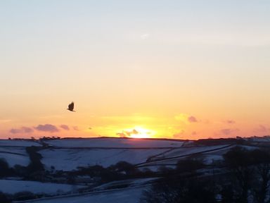 A bird flying over snow-covered fields during sunset at South Holm in Moreleigh