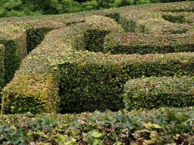 A green hedge maze in a garden with dense foliage Watermouth Castle Rhododendron Apartment Berrynarbor near Ilfracombe