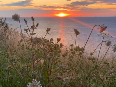 A sunset over the sea viewed through wild plants and grass at The Artist's Cabin By The Sea in Herne Bay