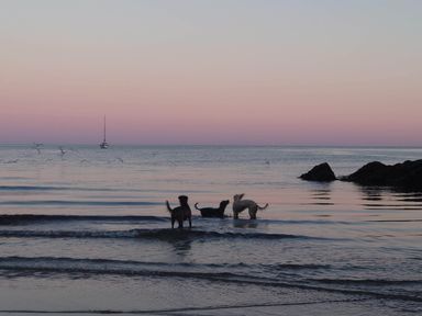 Three dogs standing in shallow sea water with a sailboat in the distance and rocks on the right at Mariners Rest in Gorran Haven
