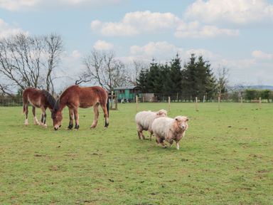 A field with two horses grazing and two sheep standing with trees and a small green structure in the background at Harri's Hut in Bishop's Lydeard