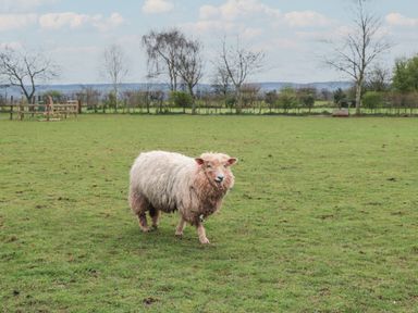 A sheep standing on green grass in a field with trees and fences in the background at Harris Hut in Bishops Lydeard