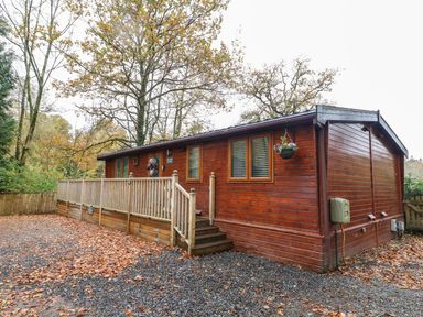 A wooden cabin with a railing and stairs surrounded by trees and fallen leaves at Tree View Lodge in Troutbeck Bridge