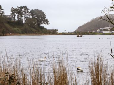 A lake with swans swimming and reeds in the foreground with hills and buildings in the background at Lakeside in Falmouth
