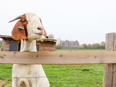 A goat behind a wooden fence with a barn and a house in the background at Bee Cottage in Ottinge near Lyminge