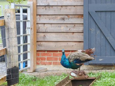 A peacock standing near a wooden building and a blue door beside a metal gate at Bee Cottage in Ottinge near Lyminge