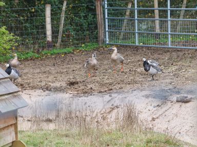 A fenced outdoor area with several ducks and geese standing on muddy ground at Bee Cottage in Ottinge near Lyminge