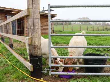 Two goats eating from a purple container behind a metal gate near a wooden shed in a grassy field at Bee Cottage in Ottinge near Lyminge