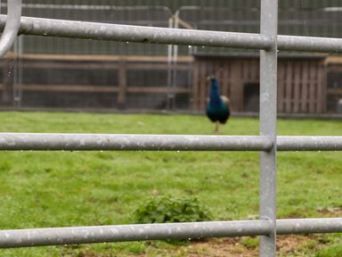 A metal gate with water droplets in front of a grassy area with a peacock in the background