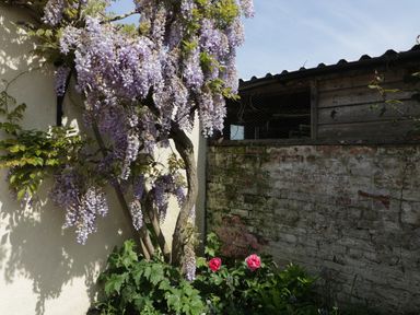 A garden corner with a wisteria plant growing on a wall and pink flowers near a brick shed at Hidden Well in Aust