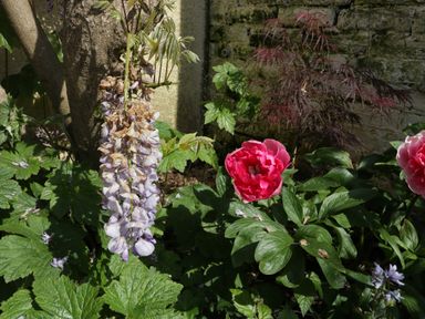 A garden with blooming flowers and leafy plants against a stone wall at Hidden Well in Aust