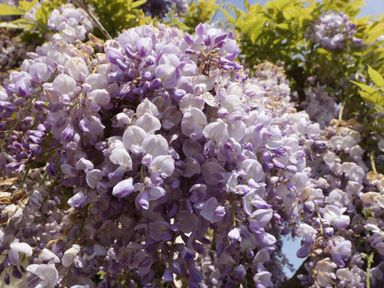 Purple and white wisteria flowers hanging from a tree with green leaves in the background at Hidden Well in Aust