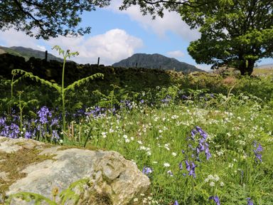 A meadow with blue and white wildflowers a large rock and a tree with a stone wall and hills in the background at Eden Vale in Broughton-In-Furness