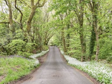 A narrow paved road surrounded by trees and white flowers at Eden Vale in Broughton-In-Furness
