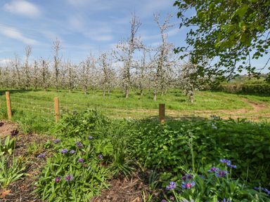 A garden with purple flowers and green plants in front of a fenced orchard with blossoming trees at Harvest Moon Cottage in Much Cowarne