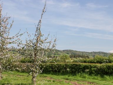 A grassy outdoor area with blossoming trees and a hedge with hills in the background at Harvest Moon Cottage in Much Cowarne