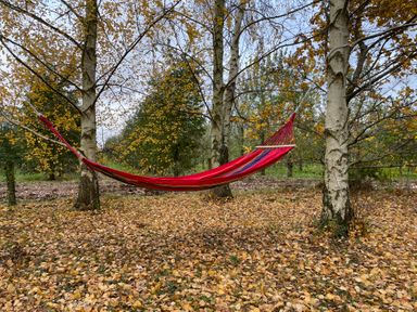 A red hammock tied between two birch trees with fallen leaves on the ground at Harvest Moon Cottage in Much Cowarne