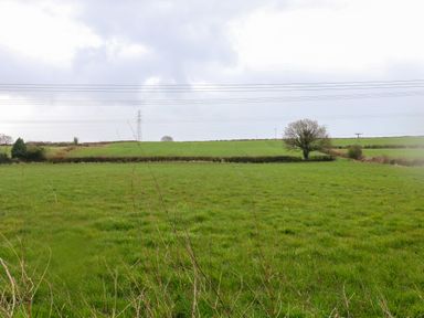 A green grassy field with a tree and power lines in the distance at The Lodge at Wildersley Farm in Belper