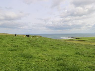 A grassy landscape with cows grazing near the ocean at Doonalton House, Dromore West, County Sligo