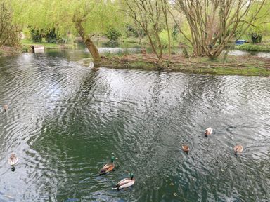 A pond with ducks swimming and trees around the water at Kingfisher Lodge in Badwell Ash