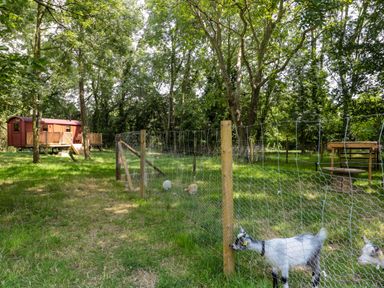 A fenced outdoor area with goats and chickens near a red wooden hut surrounded by trees at The Foxes Den Shepherds Hut in Oldbury-On-Severn