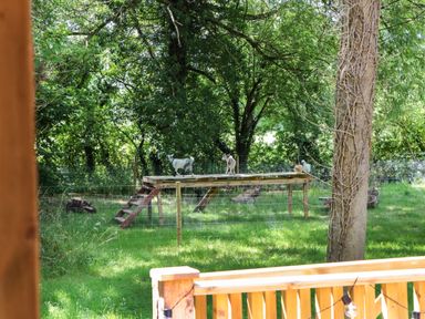 A fenced yard with goats and a wooden platform under trees at The Foxes Den Shepherds Hut in Oldbury-On-Severn