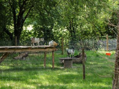 An outdoor fenced enclosure with two small goats and two chickens on wooden platforms surrounded by trees at The Foxes Den Shepherds Hut in Oldbury-On-Severn